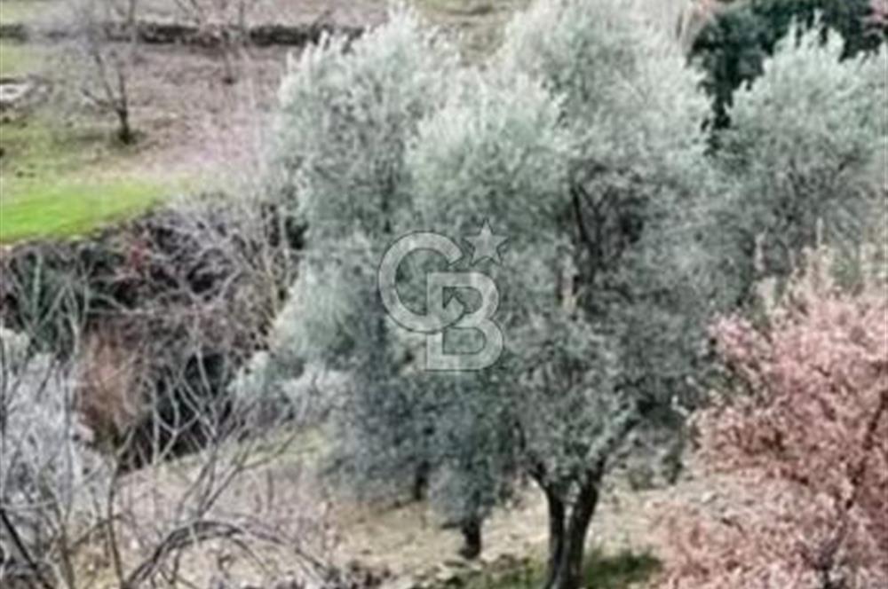 İZMİR TİRE'DE 1810 M2 MÜSTAKİL TAPULU SATILIK ARSA