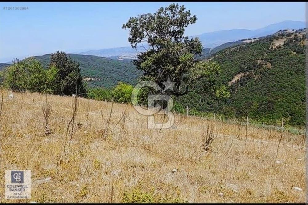 YALOVA ALTINOVA SERMAYECİK KÖYÜ YOLA CEPHELİ FIRSAT ARSA!!