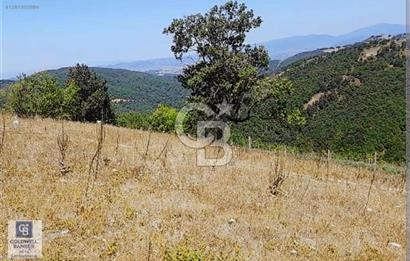 YALOVA ALTINOVA SERMAYECİK KÖYÜ YOLA CEPHELİ FIRSAT ARSA!!