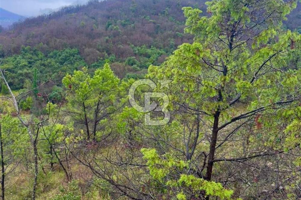 ŞİLE AĞVA GÖKSU'DA MÜSTAKİL TAPU YATIRIMA UYGUN SATILIK TARLA