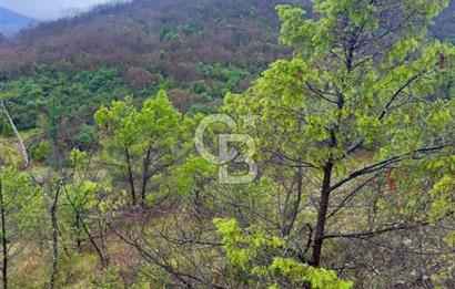 ŞİLE AĞVA GÖKSU'DA MÜSTAKİL TAPU YATIRIMA UYGUN SATILIK TARLA