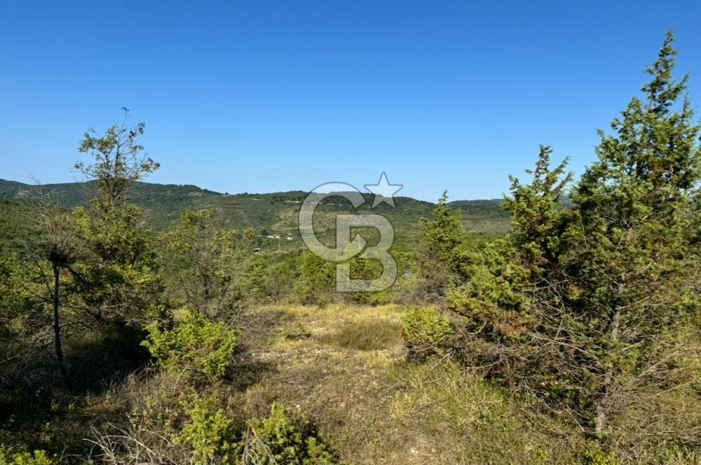 ŞİLE AĞVA GÖKSU'DA MÜSTAKİL TAPU YATIRIMA UYGUN SATILIK TARLA