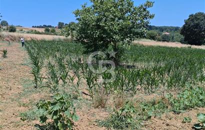 İZMİT KANDIRA NEFSİYADEŞ'TE 2.293 M2 MÜSTAKİL TAPULU SATILK ARSA