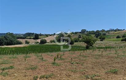 İZMİT KANDIRA NEFSİYADEŞ'TE 2.293 M2 MÜSTAKİL TAPULU SATILK ARSA