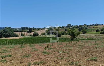 İZMİT KANDIRA NEFSİYADEŞ'TE 2.293 M2 MÜSTAKİL TAPULU SATILK ARSA