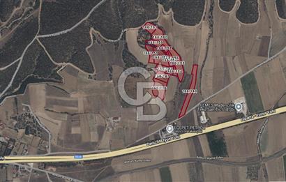 Bozkurt'ta 66 Dönüm İşleyen Ceviz Tarlası