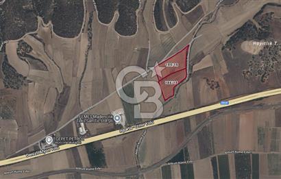 Bozkurt Ana Yola Yakın 38.982M² Satılık Ceviz Tarlası