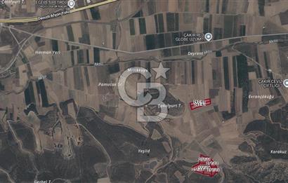 Bozkurt'ta 65 Dönüm Satılık Ceviz Tarlası