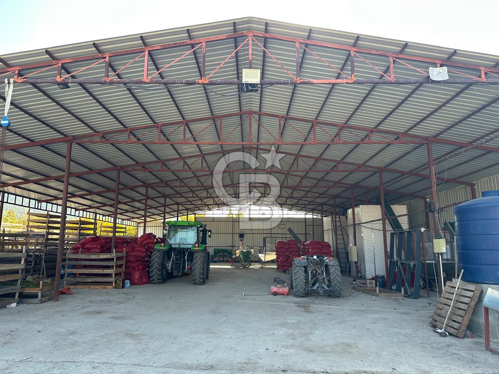 Bozkurt'ta 86 Dönüm İşleyen Ceviz Tesisi