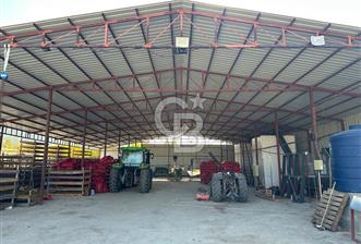 Bozkurt'ta 86 Dönüm İşleyen Ceviz Tesisi - 7 - 321512