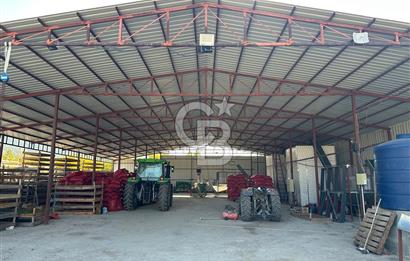 Bozkurt'ta 86 Dönüm İşleyen Ceviz Tesisi