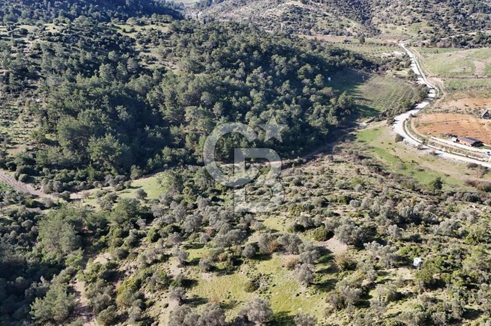 SEFERİHİSAR ORHANLIDA 2.674 m² ZEYTİN AĞAÇLI TARLA