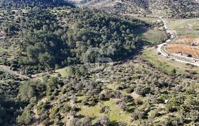 SEFERİHİSAR ORHANLIDA 2.674 m² ZEYTİN AĞAÇLI TARLA