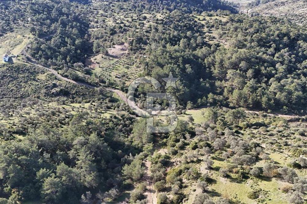 SEFERİHİSAR ORHANLIDA 2.674 m² ZEYTİN AĞAÇLI TARLA