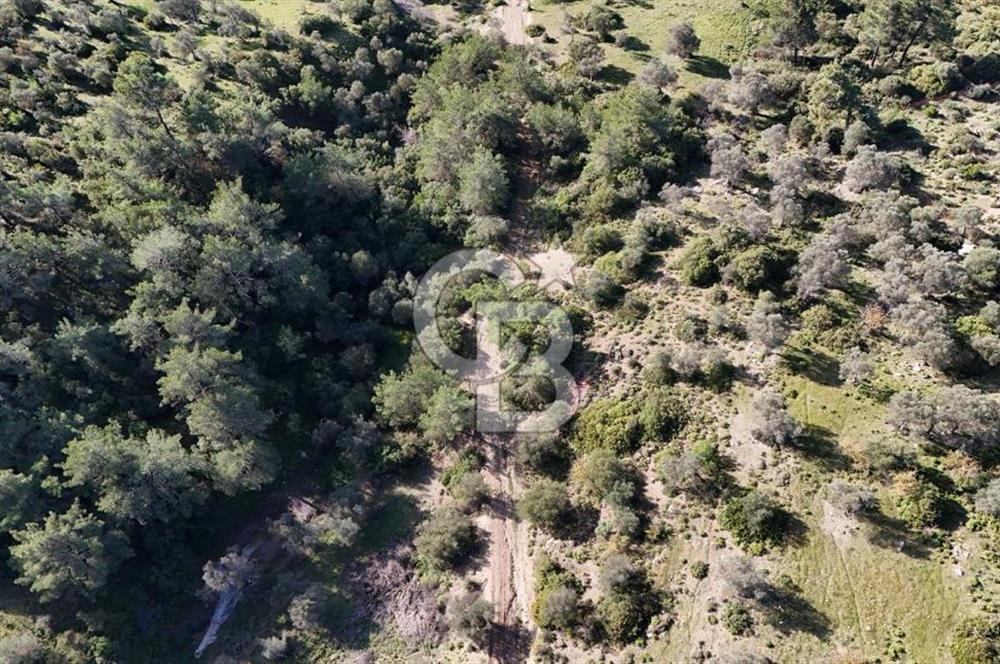 SEFERİHİSAR ORHANLIDA 2.674 m² ZEYTİN AĞAÇLI TARLA