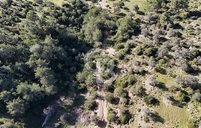 SEFERİHİSAR ORHANLIDA 2.674 m² ZEYTİN AĞAÇLI TARLA