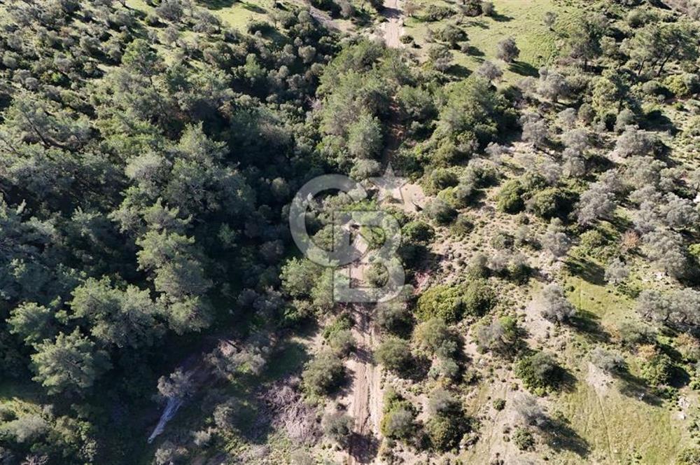 SEFERİHİSAR ORHANLIDA 2.674 m² ZEYTİN AĞAÇLI TARLA