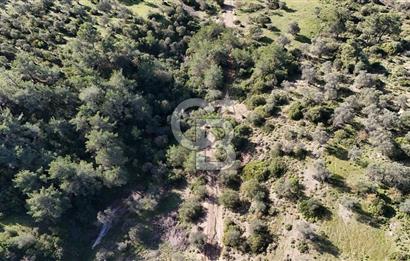 SEFERİHİSAR ORHANLIDA 2.674 m² ZEYTİN AĞAÇLI TARLA