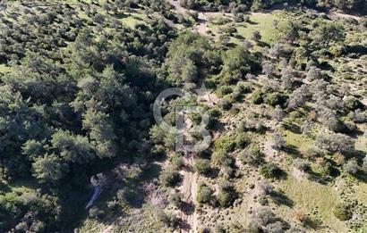 SEFERİHİSAR ORHANLIDA 2.674 m² ZEYTİN AĞAÇLI TARLA