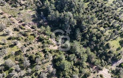 SEFERİHİSAR ORHANLIDA 2.674 m² ZEYTİN AĞAÇLI TARLA