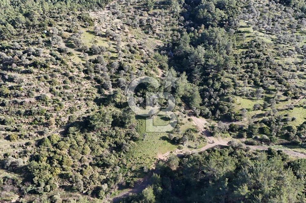 SEFERİHİSAR ORHANLIDA 2.674 m² ZEYTİN AĞAÇLI TARLA