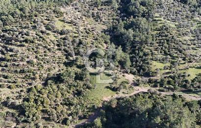 SEFERİHİSAR ORHANLIDA 2.674 m² ZEYTİN AĞAÇLI TARLA