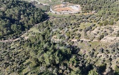 SEFERİHİSAR ORHANLIDA 2.674 m² ZEYTİN AĞAÇLI TARLA