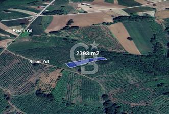 SAKARYA KAYNARCA TOPÇU 2392 M2 SATILIK FINDIK BAHÇESİ - 7 - 321560