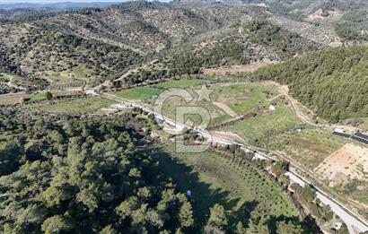 SEFERİHİSAR ORHANLIDA 2.674 m² ZEYTİN AĞAÇLI TARLA