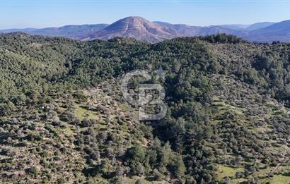 SEFERİHİSAR ORHANLIDA 2.674 m² ZEYTİN AĞAÇLI TARLA