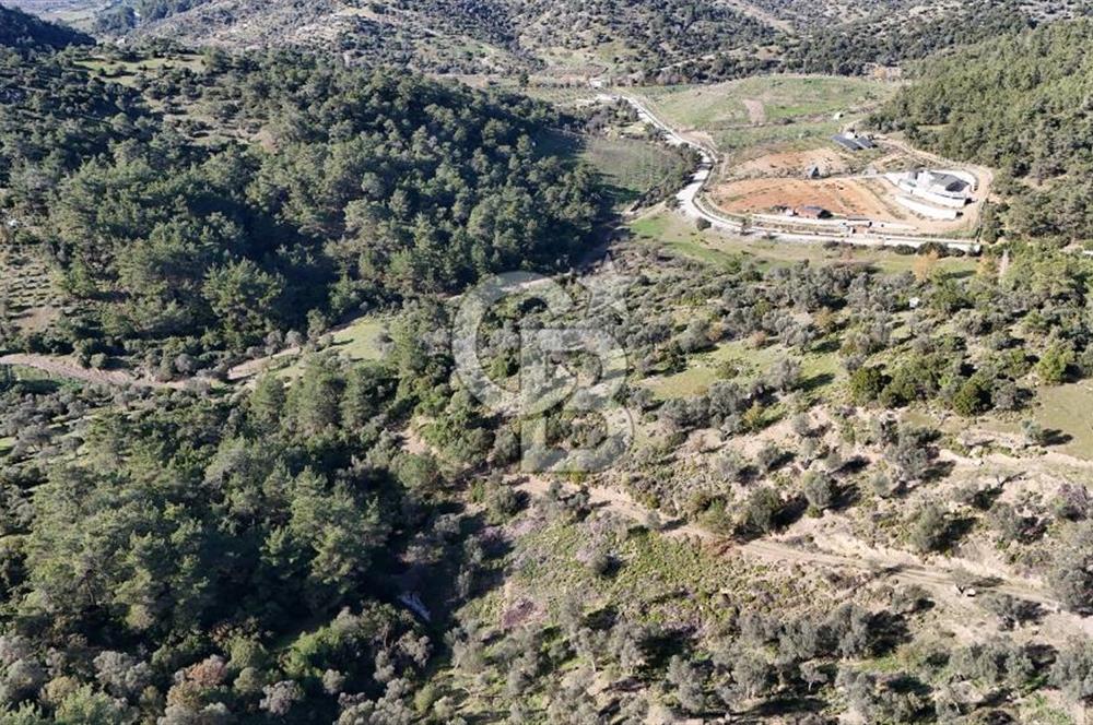 SEFERİHİSAR ORHANLIDA 2.674 m² ZEYTİN AĞAÇLI TARLA