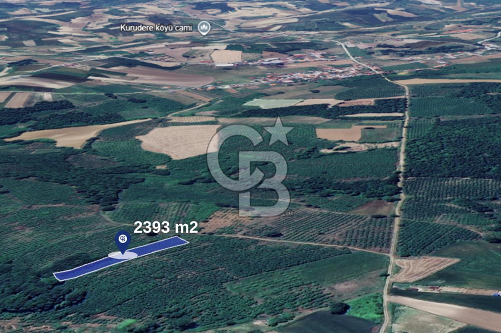 SAKARYA KAYNARCA TOPÇU 2392 M2 SATILIK FINDIK BAHÇESİ