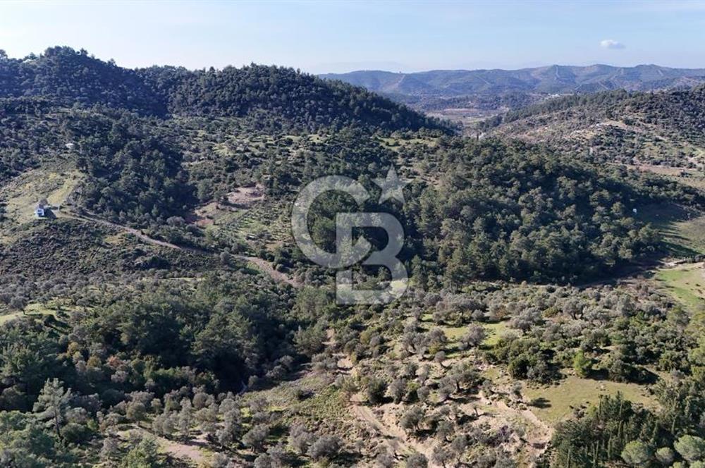 SEFERİHİSAR ORHANLIDA 2.674 m² ZEYTİN AĞAÇLI TARLA