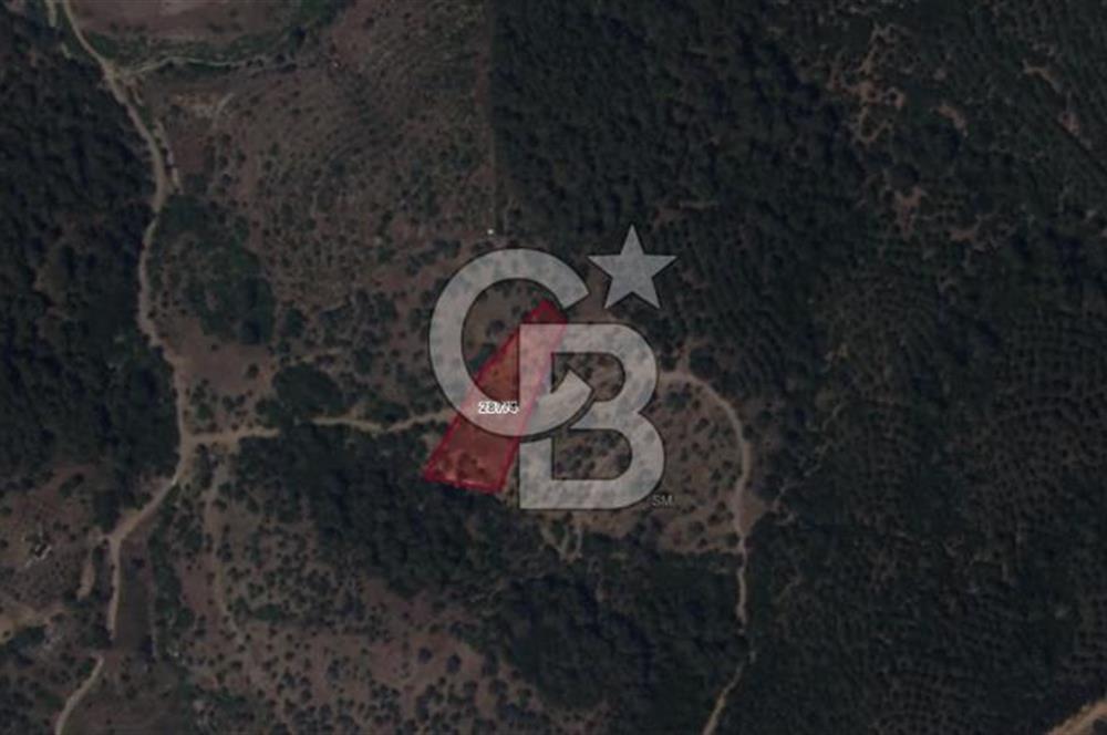 SEFERİHİSAR ORHANLIDA 2.674 m² ZEYTİN AĞAÇLI TARLA