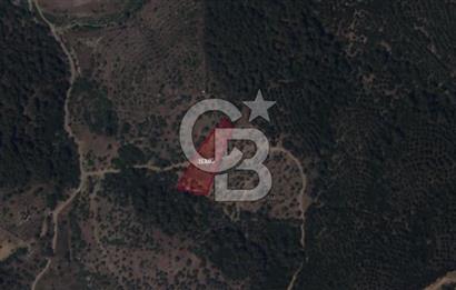 SEFERİHİSAR ORHANLIDA 2.674 m² ZEYTİN AĞAÇLI TARLA