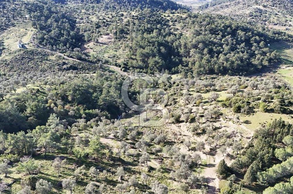 SEFERİHİSAR ORHANLIDA 2.674 m² ZEYTİN AĞAÇLI TARLA