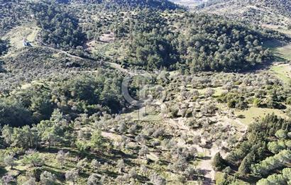 SEFERİHİSAR ORHANLIDA 2.674 m² ZEYTİN AĞAÇLI TARLA