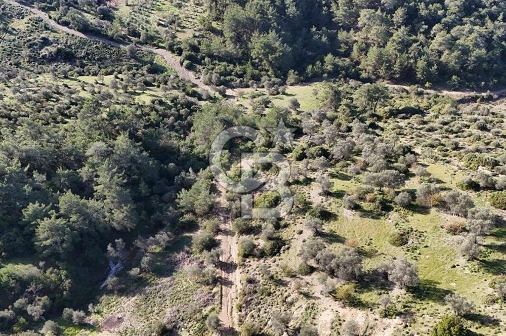 SEFERİHİSAR ORHANLIDA 2.674 m² ZEYTİN AĞAÇLI TARLA