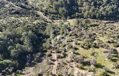 SEFERİHİSAR ORHANLIDA 2.674 m² ZEYTİN AĞAÇLI TARLA