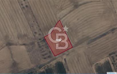 Afyon-Dazkırı Engerek Mevkinde Yola Yakın 1.380 m² Satılık Tarla