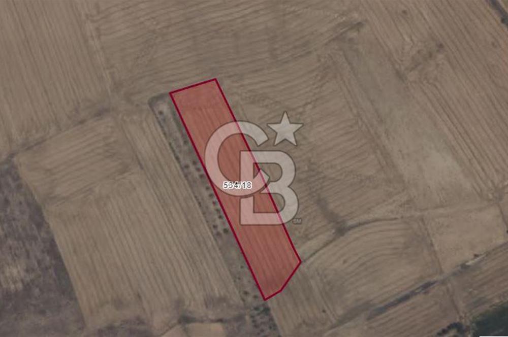 Afyon-Dazkırı Engerek Mevkinde Yola Yakın 5.223 m² Satılık Tarla