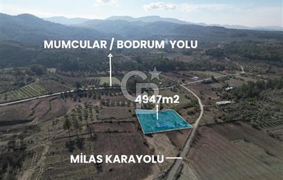 MUĞLA - MİLAS KARACAHİSAR MH. SATILIK 4.947 M² TARLA