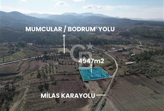 MUĞLA - MİLAS KARACAHİSAR MH. SATILIK 4.947 M² TARLA - 4 - 321612