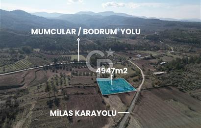 MUĞLA - MİLAS KARACAHİSAR MH. SATILIK 4.947 M² TARLA