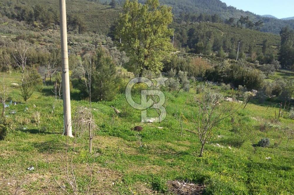 MUĞLA - MİLAS KARACAHİSAR MH. SATILIK 4.947 M² TARLA