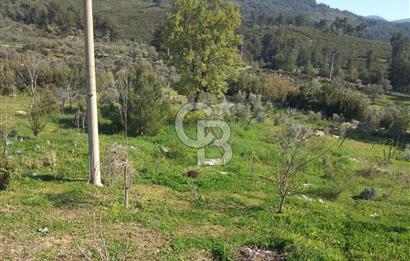 MUĞLA - MİLAS KARACAHİSAR MH. SATILIK 4.947 M² TARLA