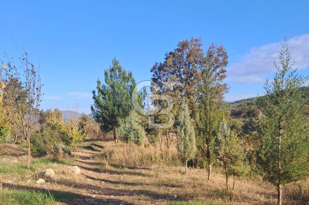 MUĞLA - MİLAS KARACAHİSAR MH. SATILIK 4.947 M² TARLA