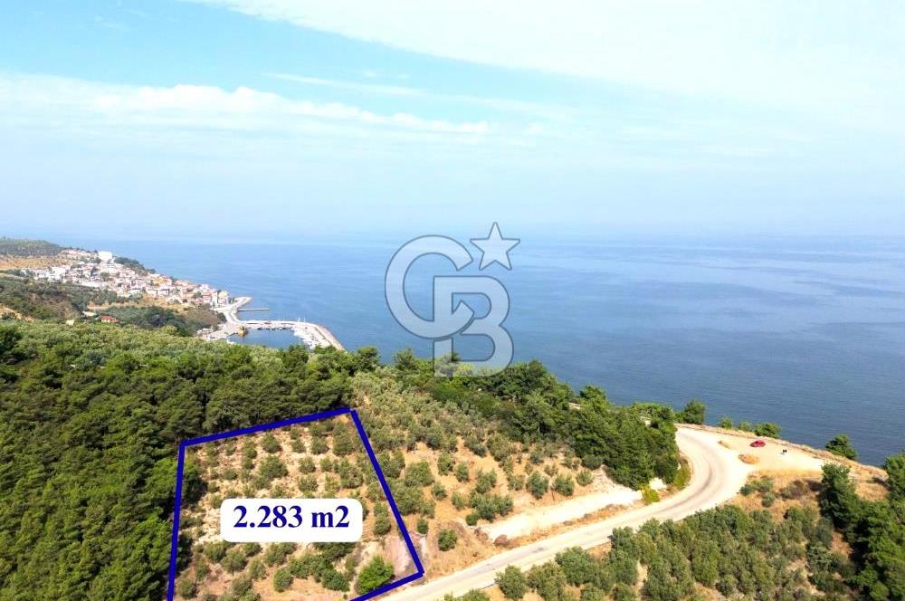 **FIRSAT**TRİLYE'DE ANA YOLA CEPHE SATILIK ZEYTİNLİK