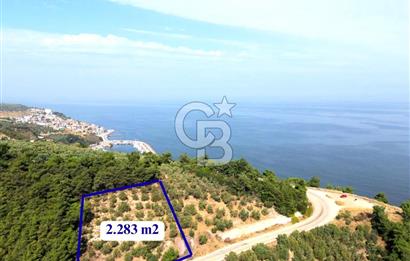 **FIRSAT**TRİLYE'DE ANA YOLA CEPHE SATILIK ZEYTİNLİK