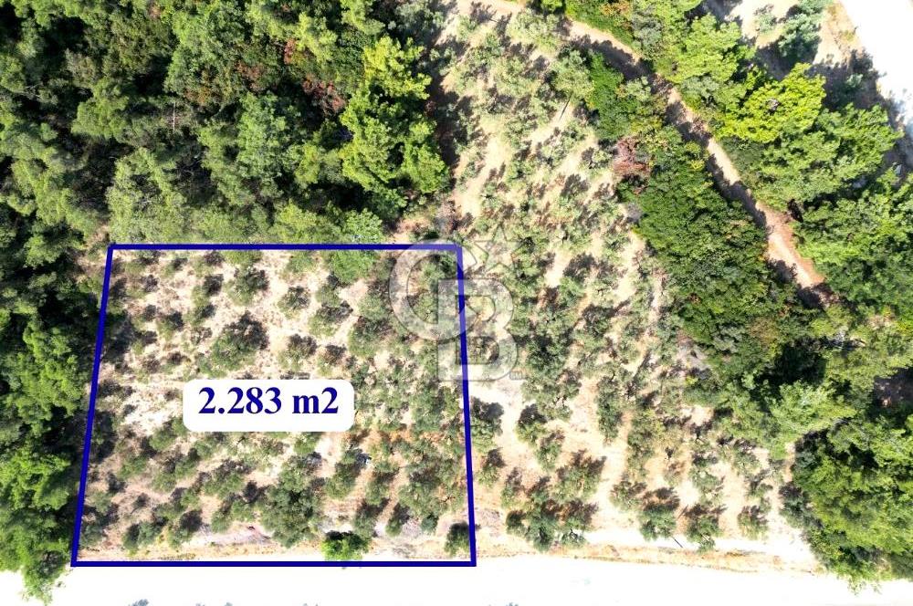 **FIRSAT**TRİLYE'DE ANA YOLA CEPHE SATILIK ZEYTİNLİK